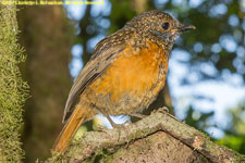 rock-thrush